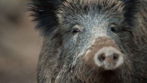 Wütende Wildschweine verletzen Menschen