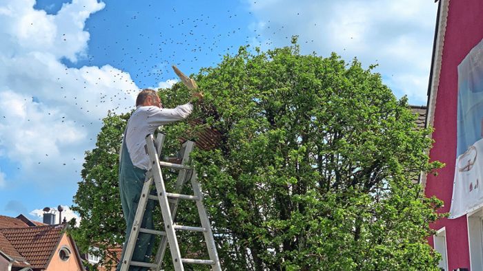 Pegnitzer Innenstadt: Bio-Imker rettet 20.000 Bienen