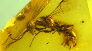 Tiere: Insektenforscher entdecken längst ausgestorbene Wespe
