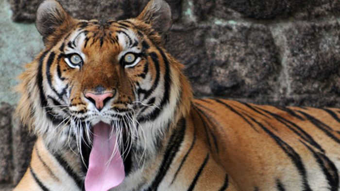 Tiger in Augsburg entpuppt sich als Scherz