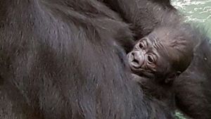 Gorilla-Baby im Nürnberger Tiergarten geboren