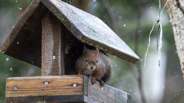 Expertin gibt Tipps: So helfen Sie Tieren, den Winter zu überleben