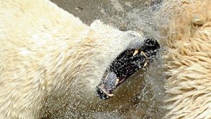 Eisbär tötet russischen Meteorologen