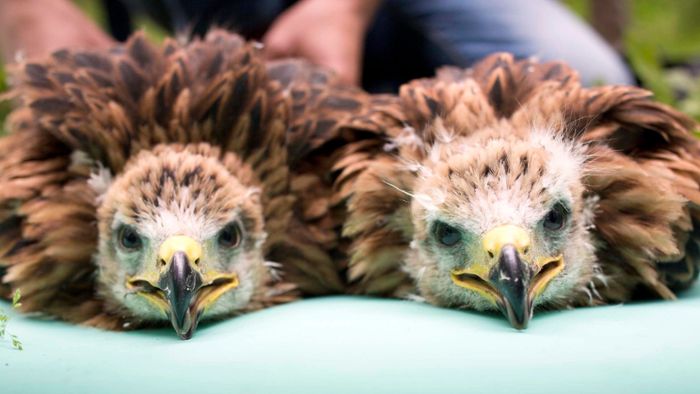 Tote Vögel: Gift für Windpark