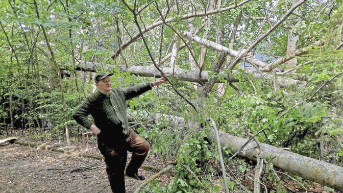 Sturmschäden in Arzberg: Bäume knicken um wie Streichhölzer