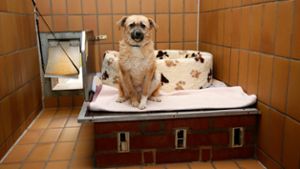 Tierheim: Hundehaus braucht neue Heizung