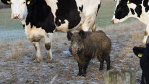 Wildschwein kehrt zu Rinderherde zurück