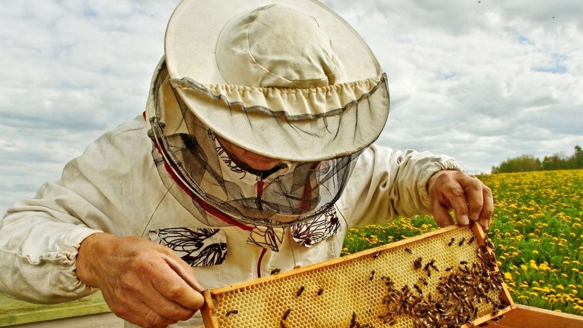 Die Faulbrut tötet nur die jungen Tiere - Das Gebiet um den Stock wurde abgesperrt: Creußen: Bienenseuche ausgebrochen