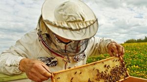 Creußen: Bienenseuche ausgebrochen