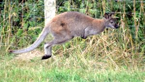 Ein Känguru auf dem Sprung