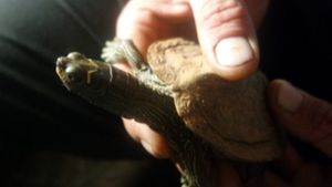 Schildkröte kriecht in Karosserie