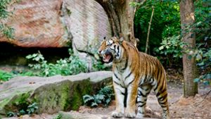 Sibirischer Tiger im Tiergarten Nürnberg gestorben