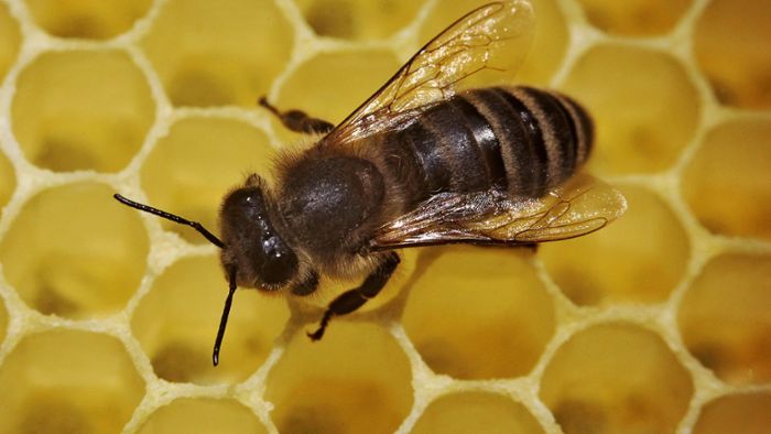 Creußen: Bienenkrankheit ausgebrochen