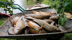 Eckersdorfer Fischsterben bleibt ein Rätsel