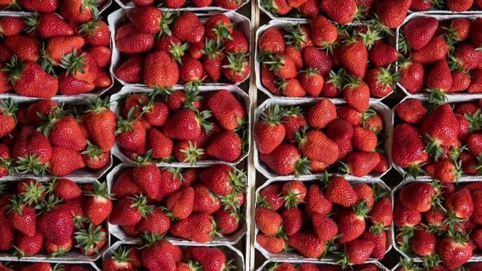 Erdbeeren werden dieses Jahr etwas teurer
