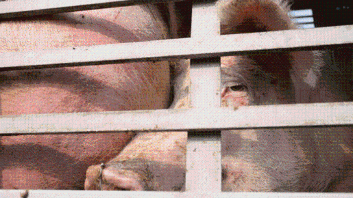 Noch nicht vom Tisch: Armee-Training an lebenden Schweinen