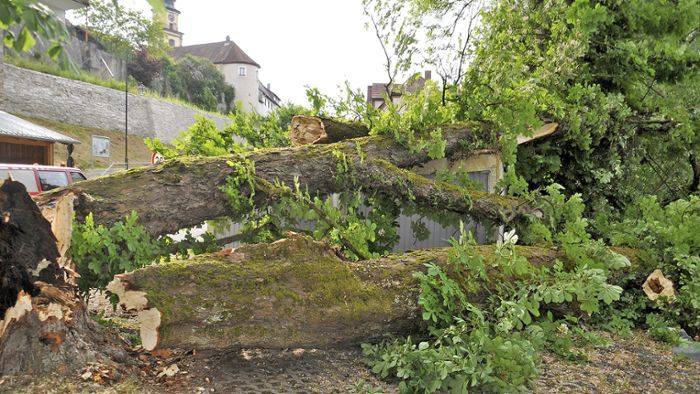 Stadtsteinach: Sturm bringt Naturdenkmal zu Fall