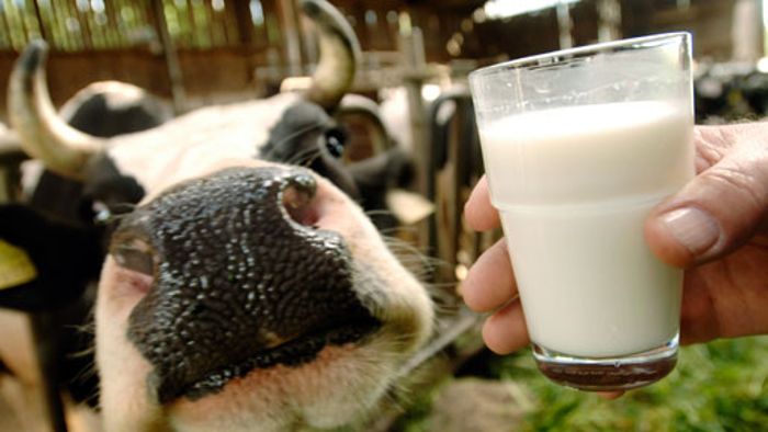 Immer weniger, aber immer größere Milchviehbetriebe  Zweithöchste Milchleistung in ganz Bayern